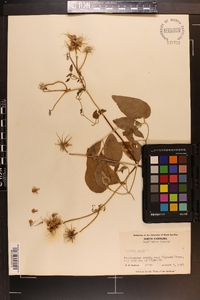 Clematis crispa image