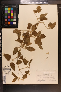 Clematis dioscoreifolia image