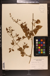 Clematis dioscoreifolia image