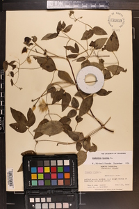 Clematis viorna image