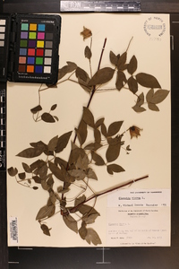 Clematis viorna image