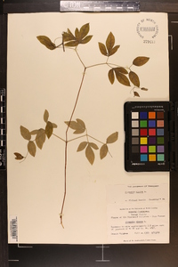 Clematis viorna image