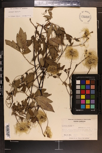 Clematis viorna image