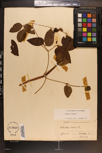 Clematis viorna image