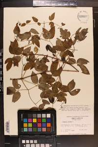 Clematis viorna image