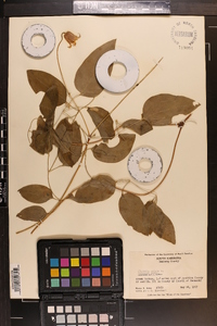 Clematis crispa image