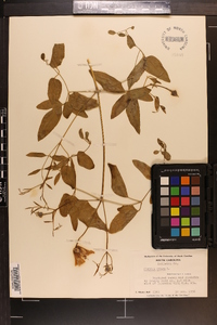 Clematis crispa image