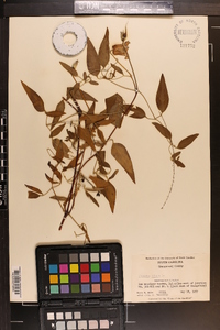 Clematis crispa image