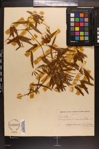 Clematis crispa image