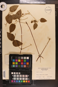Clematis crispa image
