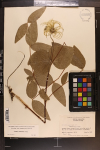 Clematis ochroleuca image