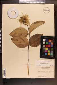 Clematis ochroleuca image