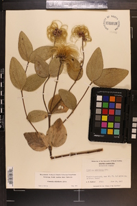 Clematis ochroleuca image