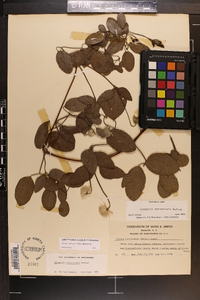 Clematis reticulata image