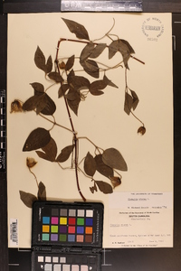 Clematis viorna image