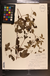 Clematis viorna image