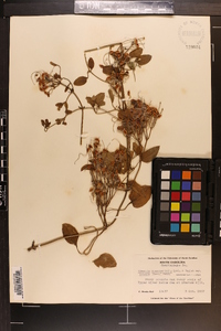 Clematis dioscoreifolia var. robusta image