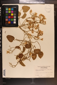 Clematis dioscoreifolia var. robusta image