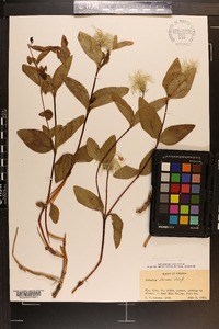 Clematis albicoma image