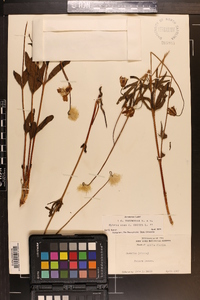 Clematis baldwinii image