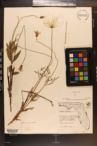 Clematis baldwinii image