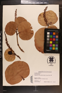 Coccoloba uvifera image