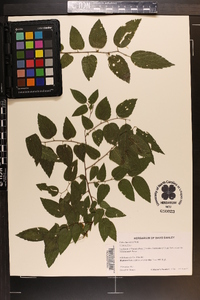 Celtis laevigata image