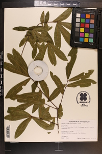 Quercus hemisphaerica image