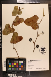 Smilax bona-nox image