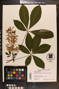 Aesculus sylvatica image