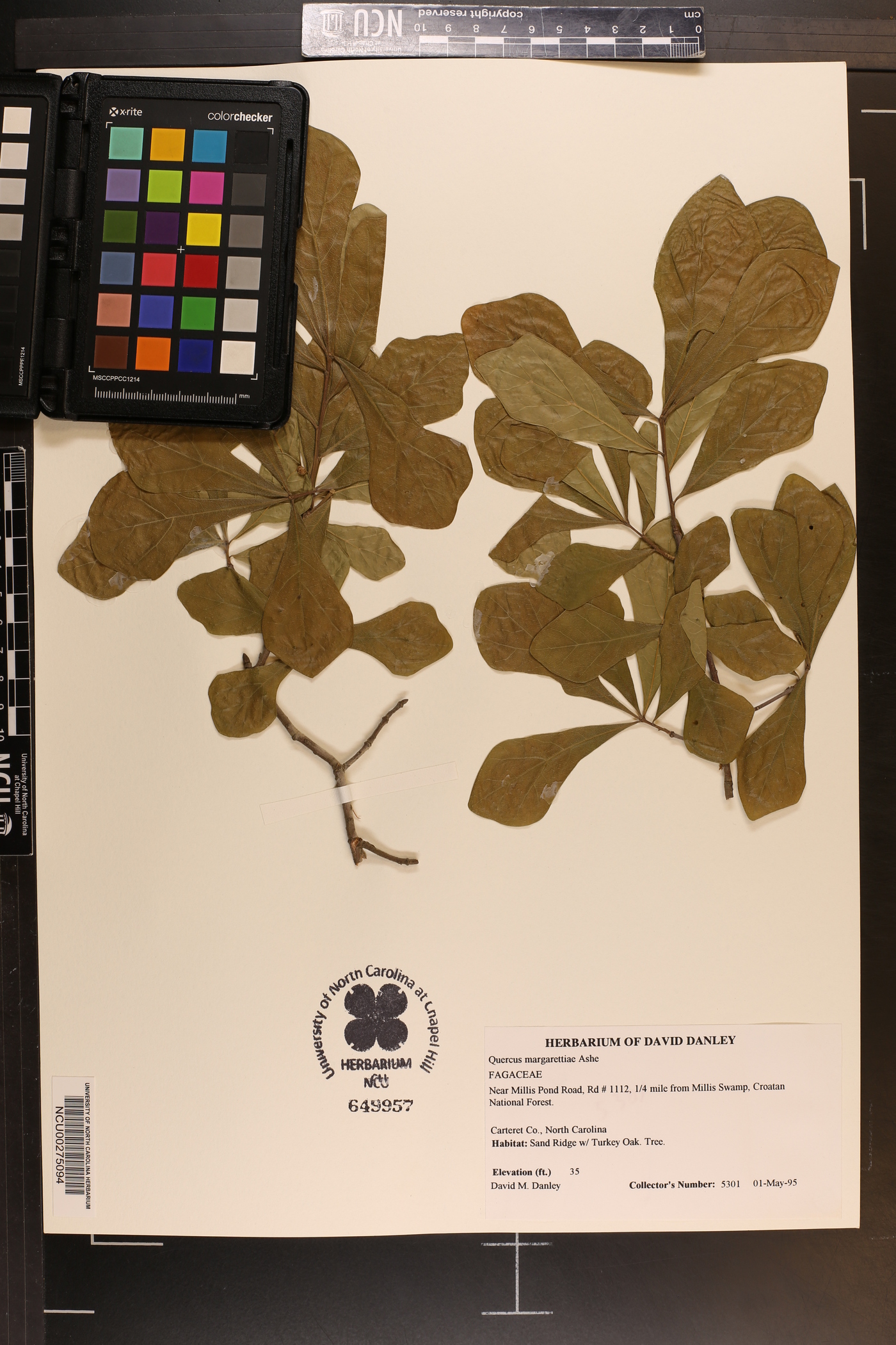 Quercus margarettiae image