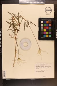 Clematis baldwinii image