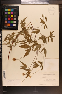 Clematis crispa image