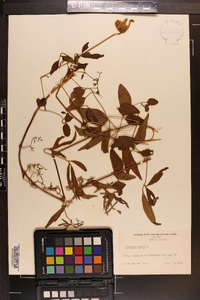 Clematis crispa image