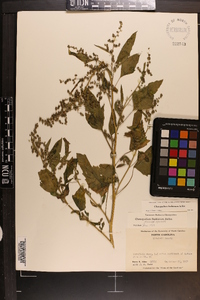 Chenopodium bushianum image