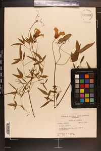 Clematis crispa image