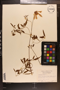 Clematis crispa image