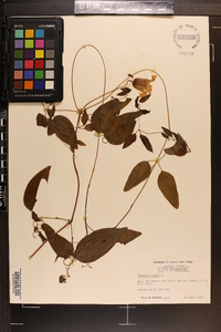 Clematis crispa image