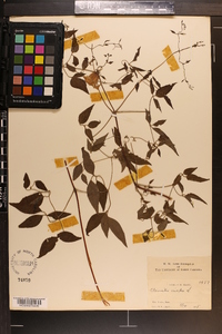 Clematis crispa image