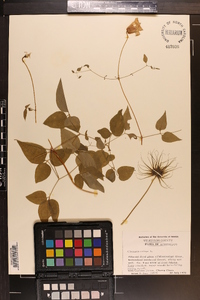 Clematis crispa image