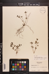 Galium orizabense subsp. laevicaule image