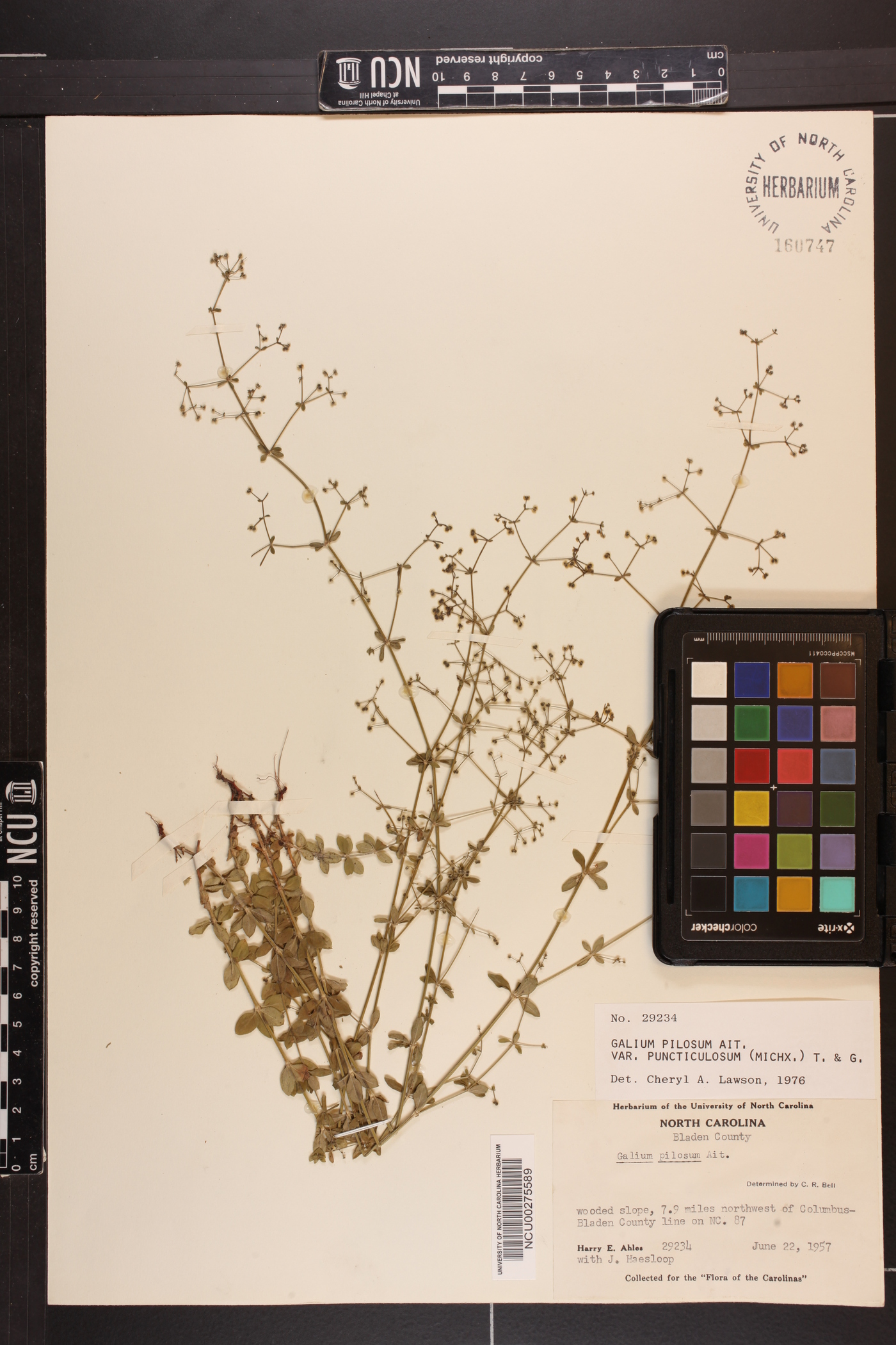 Galium pilosum var. puncticulosum image