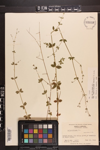 Galium pilosum var. puncticulosum image