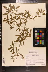 Ligustrum quihoui image