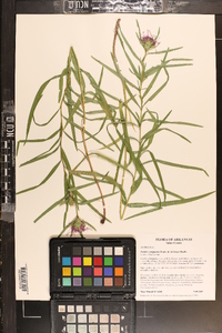 Liatris compacta image