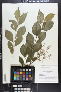 Lyonia ligustrina var. foliosiflora image