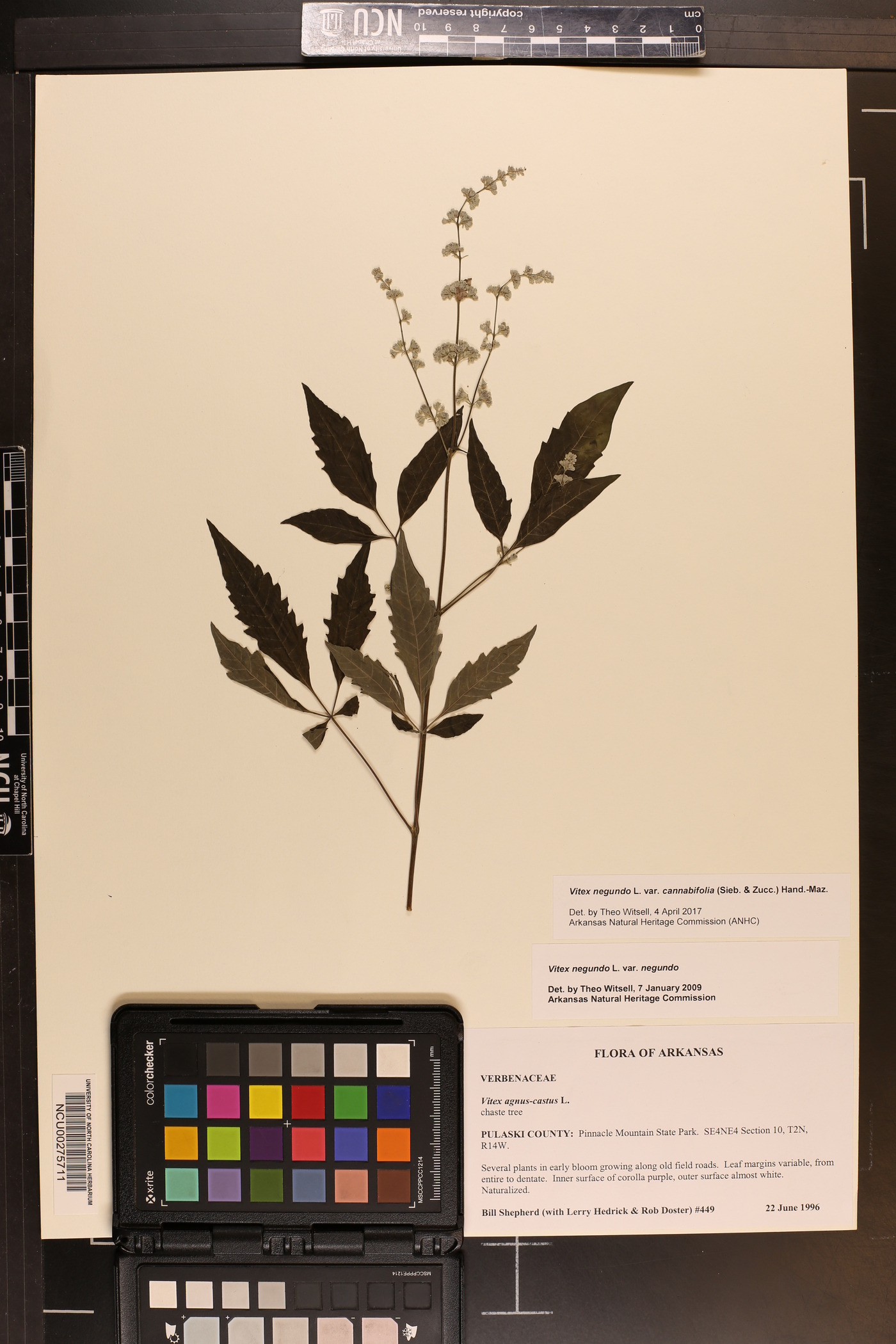 Vitex negundo var. cannabifolia image