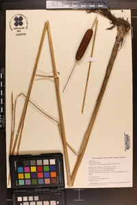 Typha angustifolia image