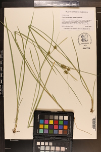 Carex elliottii image