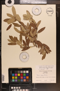 Quercus incana image